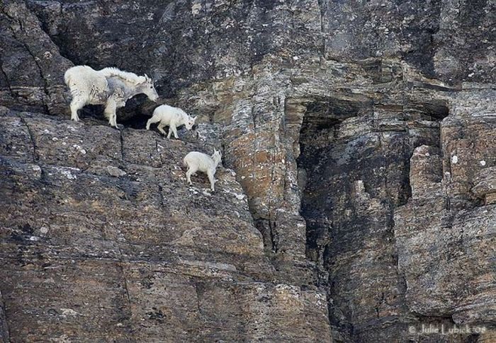 mountain goats, 5000m above sea level