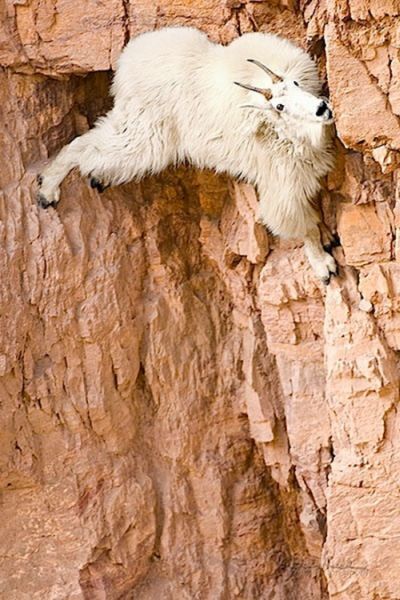 mountain goats, 5000m above sea level