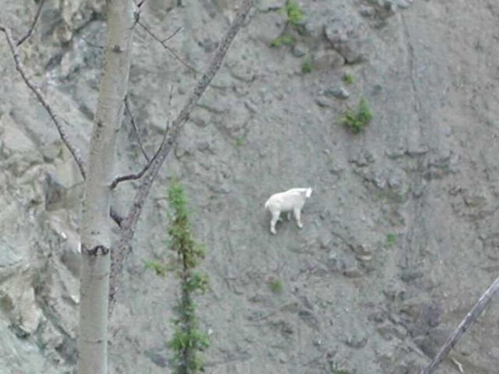 mountain goats, 5000m above sea level