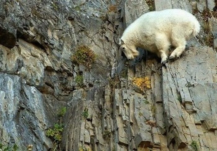 mountain goats, 5000m above sea level