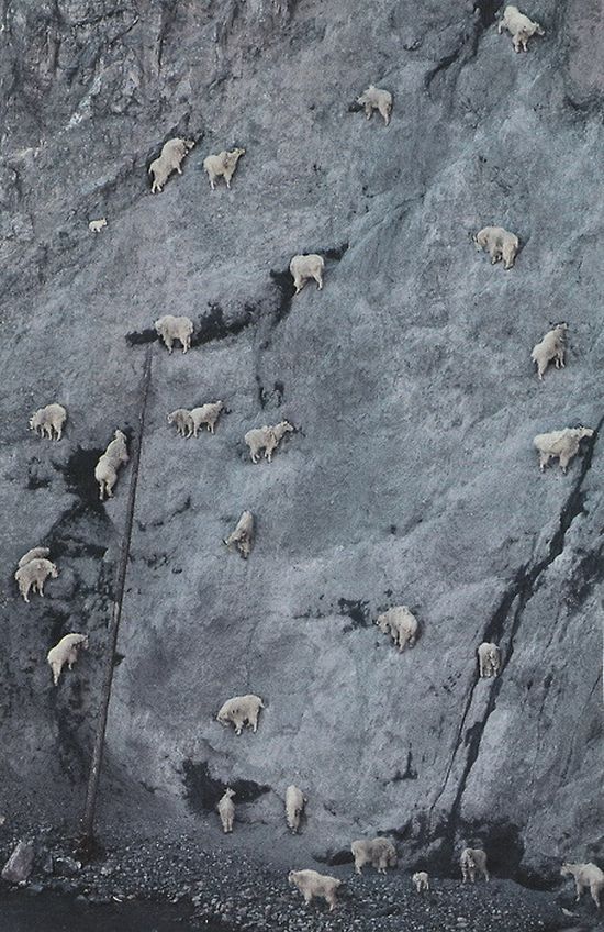 mountain goats, 5000m above sea level