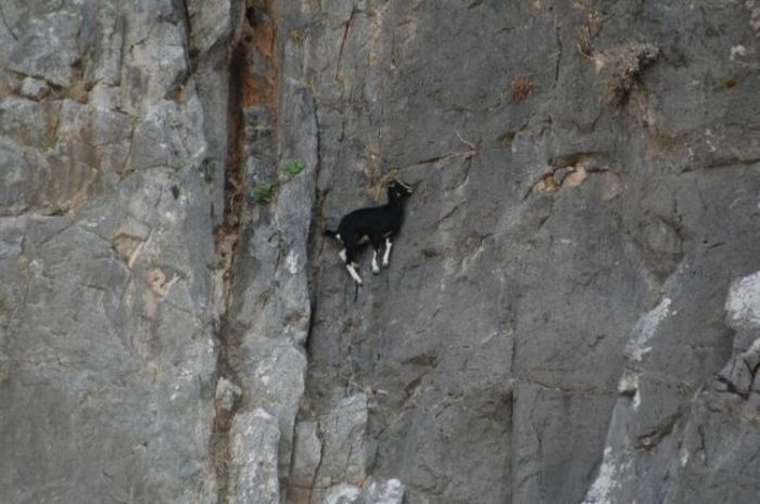 mountain goats, 5000m above sea level