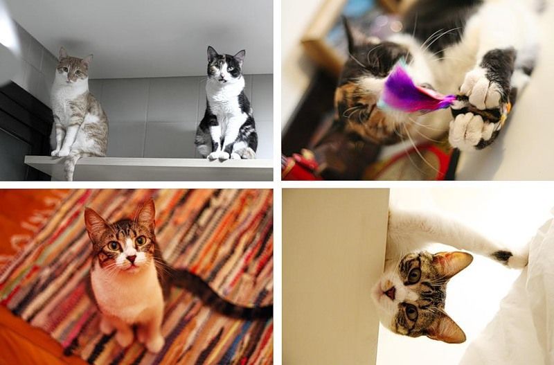 cute cat