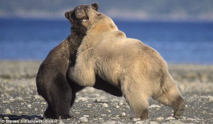 bear dance