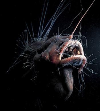 deep ocean animal