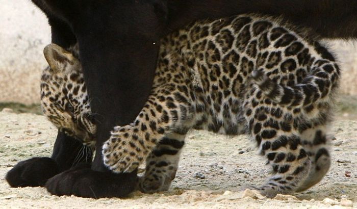 little jaguar with mom