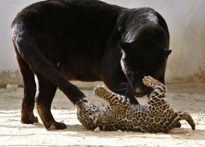 little jaguar with mom
