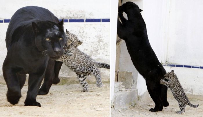 little jaguar with mom