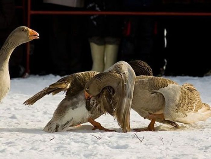 Traditional geese fighting