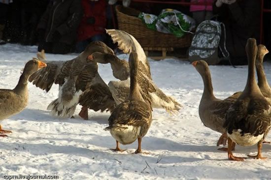 Traditional geese fighting