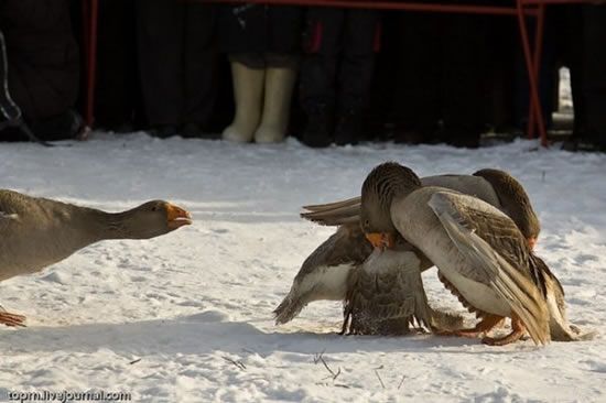 Traditional geese fighting