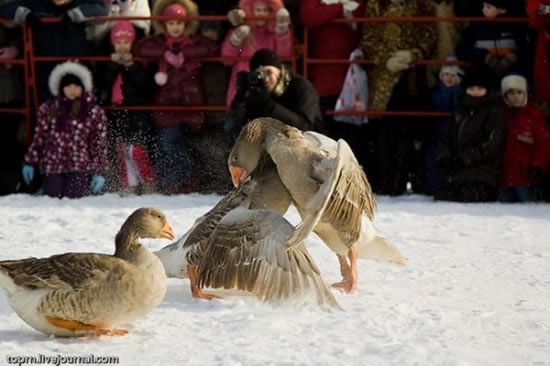 Traditional geese fighting