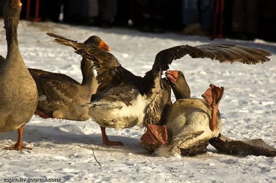 Traditional geese fighting