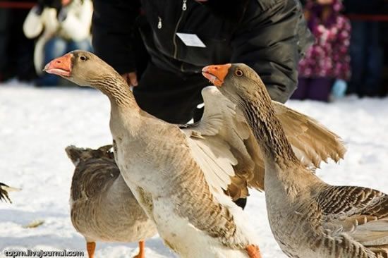 Traditional geese fighting