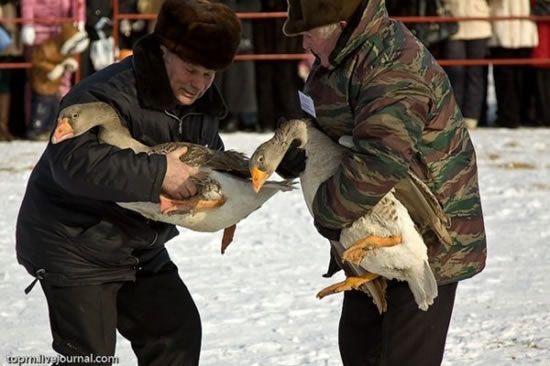 Traditional geese fighting