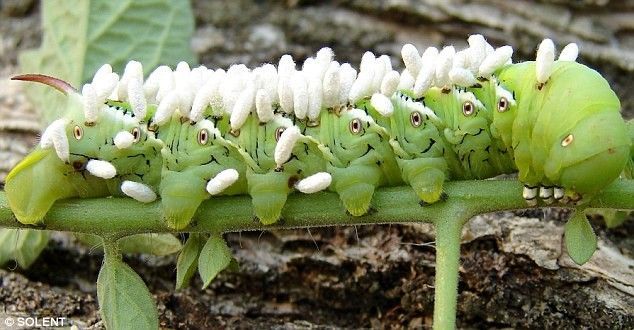 giant hornworm caterpillar