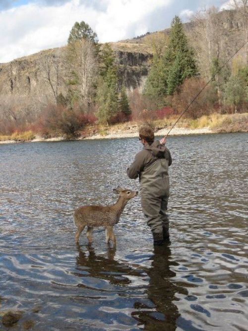 young deer