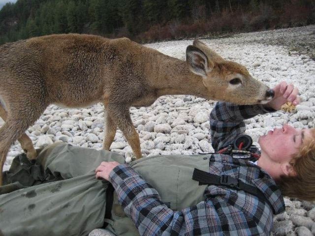 young deer