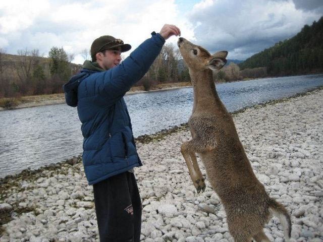 young deer