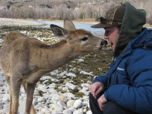 young deer