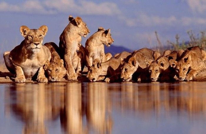wild animals