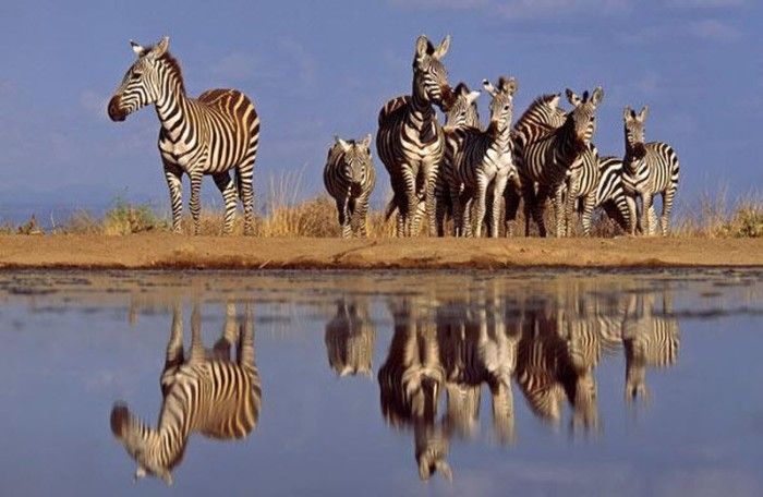 wild animals