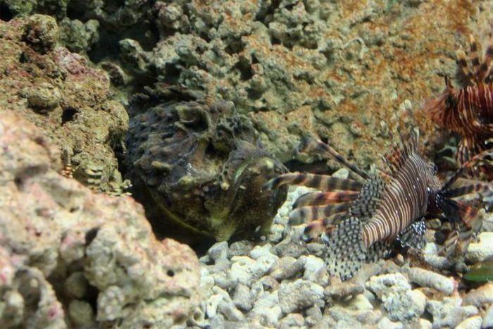 Synanceia, Stone Fish