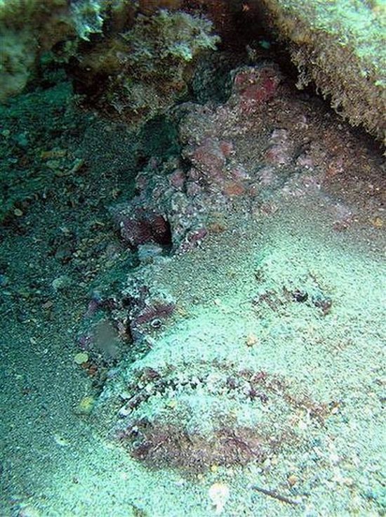 Synanceia, Stone Fish