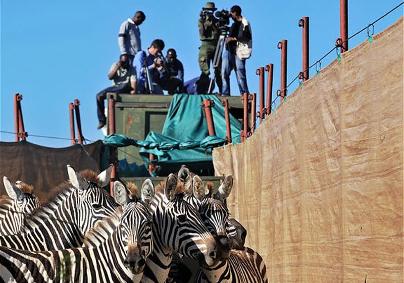 zebras transportation