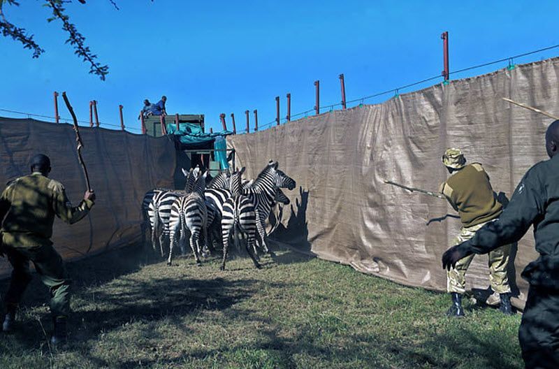 zebras transportation