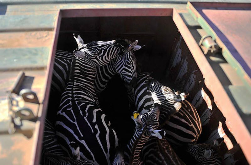 zebras transportation