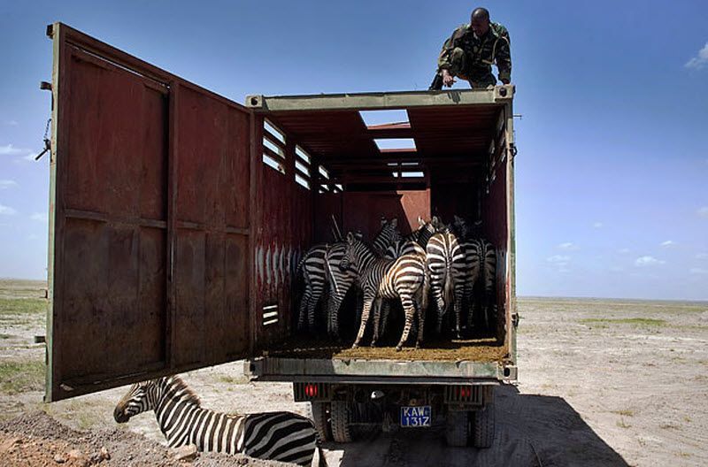 zebras transportation