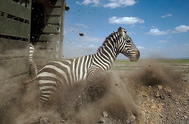 zebras transportation