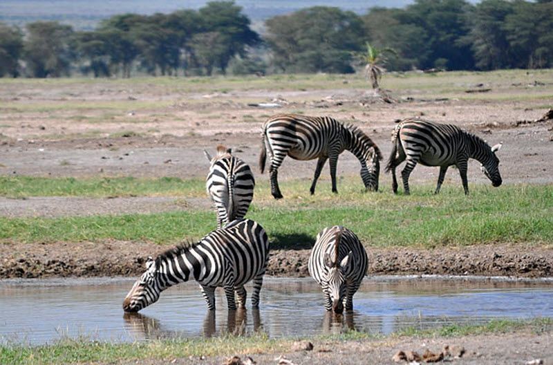 zebras transportation