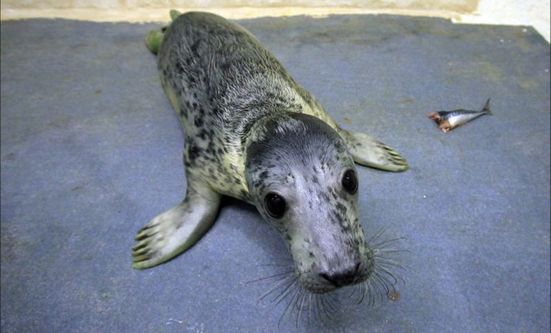 cute animals in front of camera