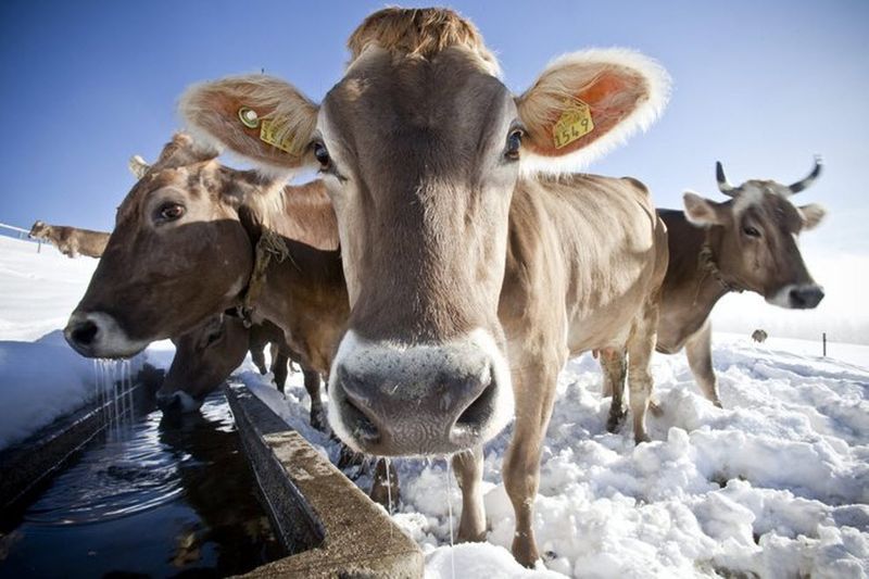 cute animals in front of camera