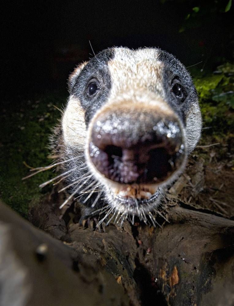 cute animals in front of camera