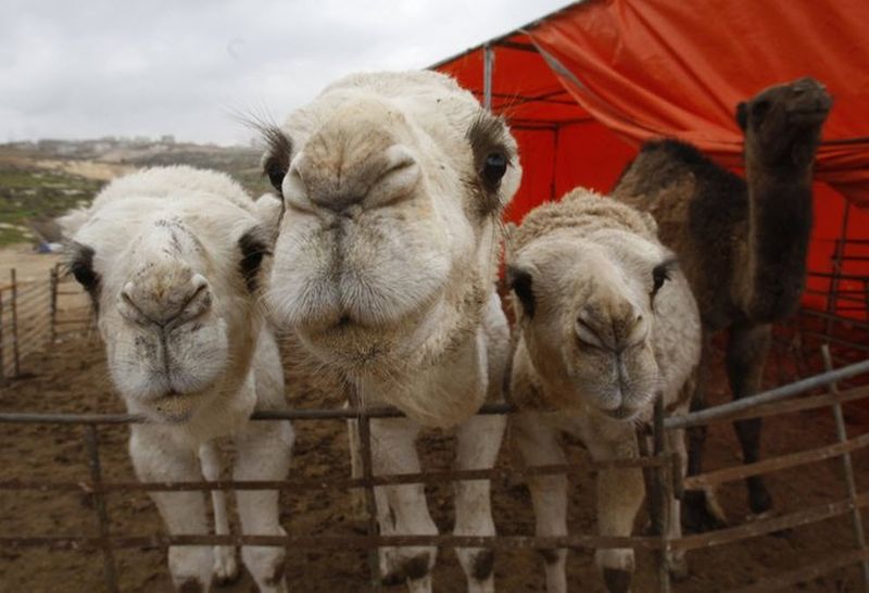 cute animals in front of camera