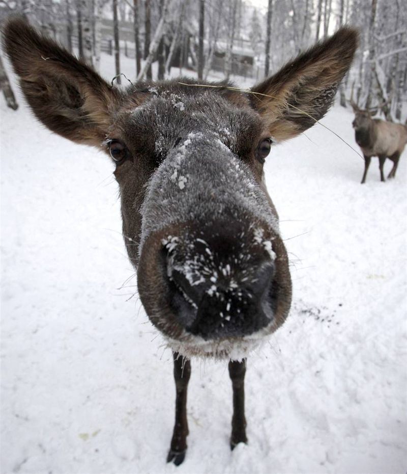 cute animals in front of camera