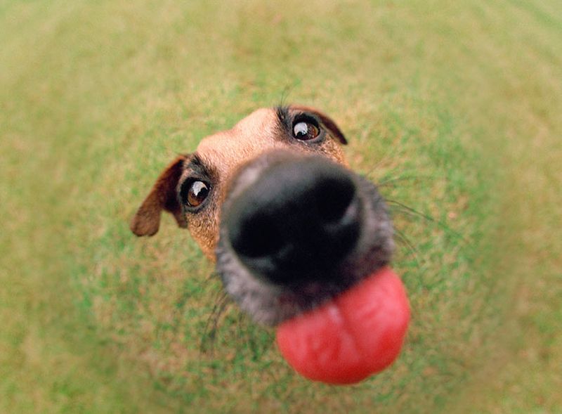 cute animals in front of camera