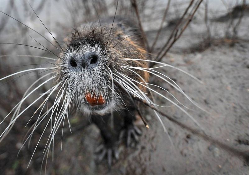 cute animals in front of camera