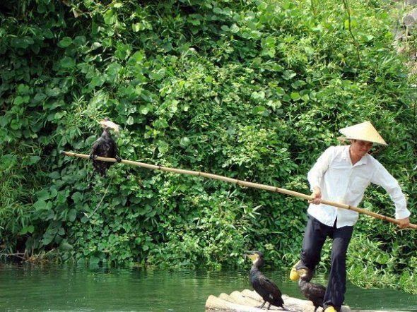 fisherman fishing with birds