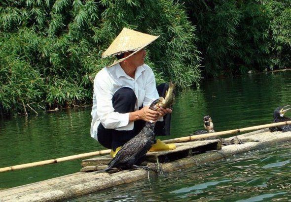 fisherman fishing with birds