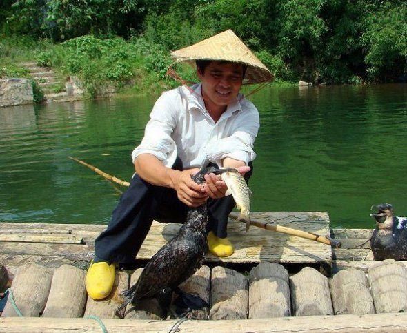 fisherman fishing with birds