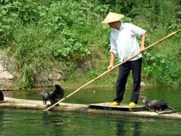 fisherman fishing with birds