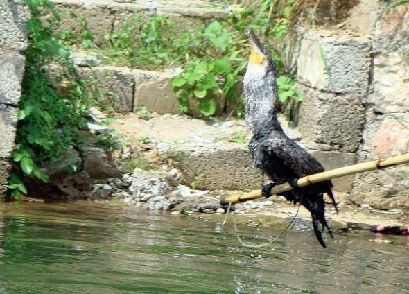 fisherman fishing with birds