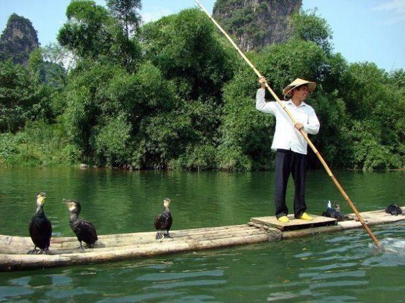 fisherman fishing with birds