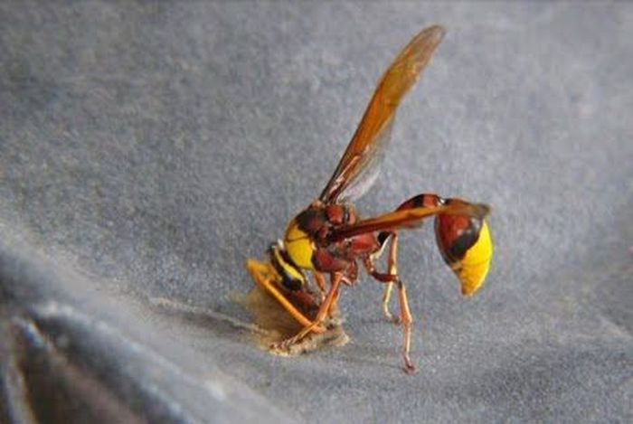 wasp building a house