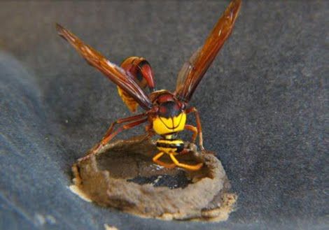 wasp building a house