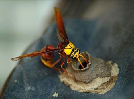 wasp building a house
